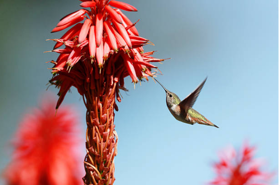 Glass Hummingbird Feeder with Bright Red Base