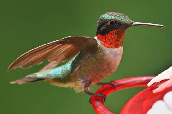 Leak-Proof Hummingbird Feeder Design