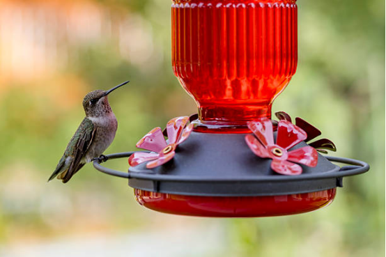 Large Capacity Hummingbird Feeder for Garden