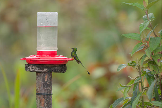 Hummingbird Feeder with Multiple Feeding Ports