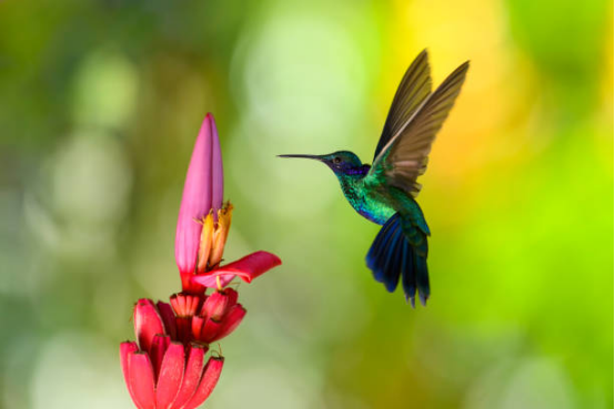 Bee-Proof Hummingbird Feeder for Nectar Safety