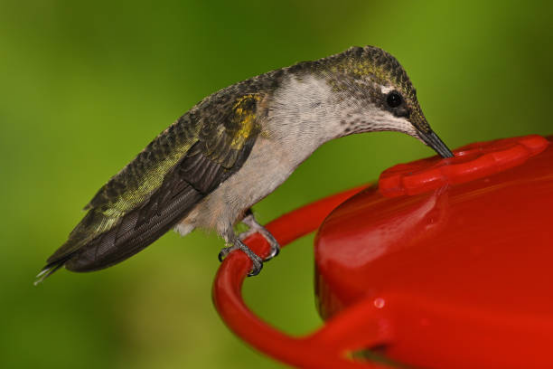 Hummingbird Feeder for Attracting Wild Birds