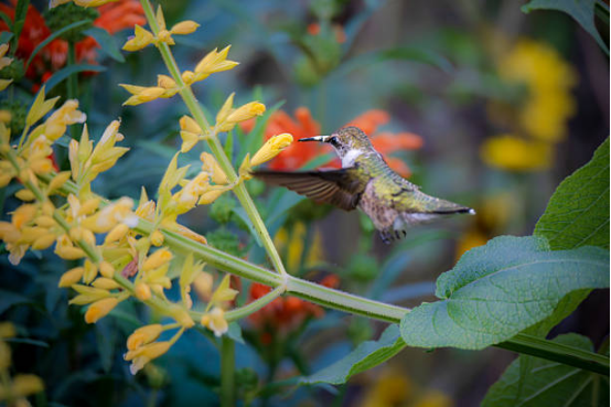 Durable Hummingbird Feeder for Outdoor Use