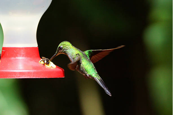 Hummingbird Feeder with Wide Mouth Opening