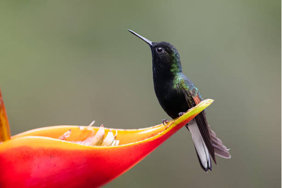 Weather-Resistant Hummingbird Feeder for All Seasons