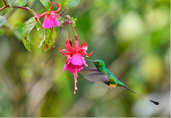 Clear Hummingbird Feeder for Nectar Level View