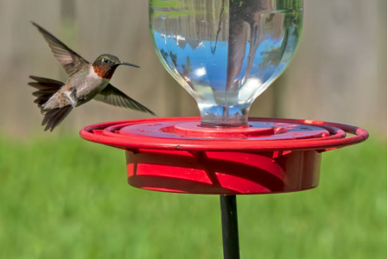 Hummingbird Feeder attracting colorful birds