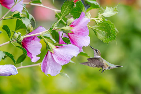 Hummingbird Feeder with red nectar ports