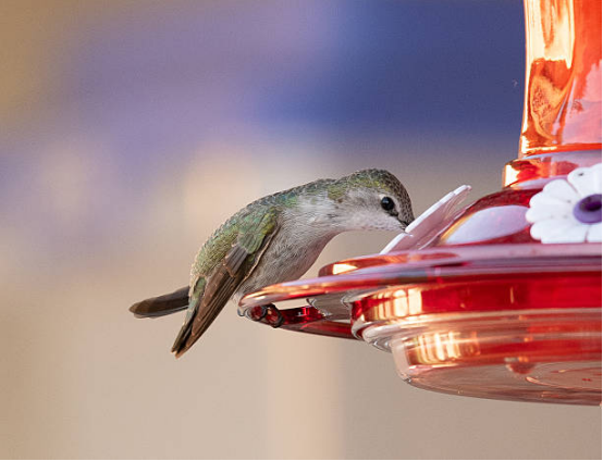 Hummingbird Feeder clear nectar container