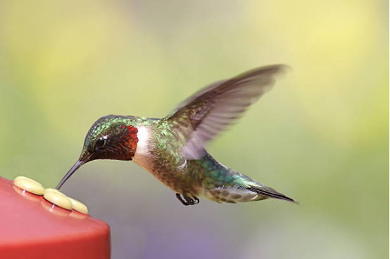 Hummingbird Feeder feeding hummingbirds mid-air
