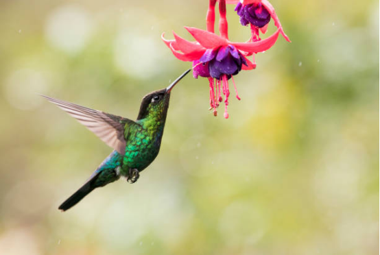 Hummingbird Feeder spring garden scene