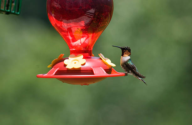 Male ruby-throated hummingbird perched on a red hummingbird feeder.