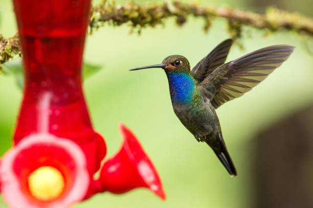 Image showing hummingbird feeder