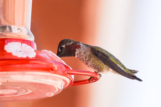 Image showing hummingbird feeder
