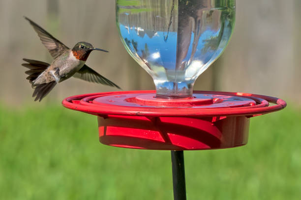 Hummingbird approaches a vibrant red hummingbird feeder against green grass.