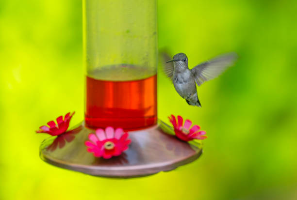 Hummingbird flying to a red nectar hummingbird feeder.