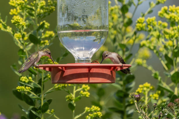Image showing hummingbird feeder