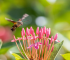Image showing hummingbird feeder