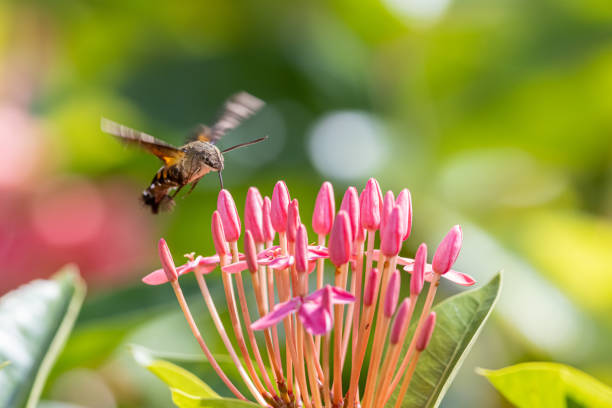 Image showing hummingbird feeder