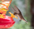 Image showing hummingbird feeder