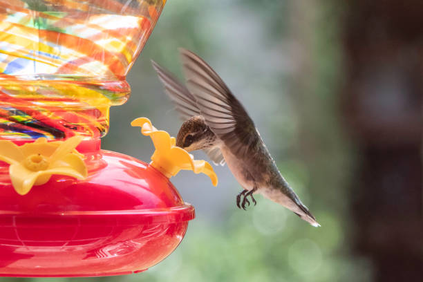 Image showing hummingbird feeder