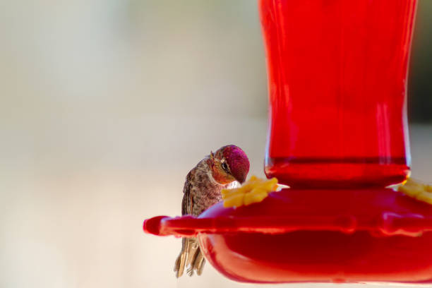Hummingbird with purple head feeding from a bright red hummingbird feeder.