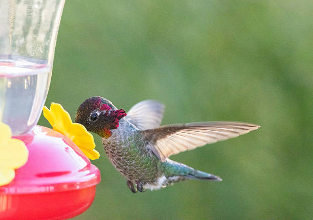 Image showing hummingbird feeder