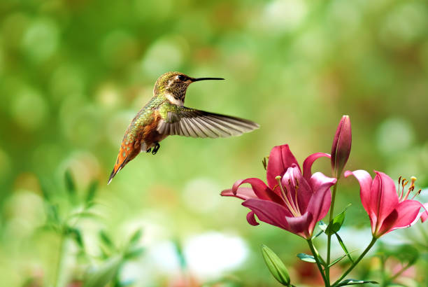 Vibrant hummingbird in flight approaching pink lilies, a natural hummingbird feeder.
