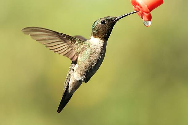 Image showing hummingbird feeder