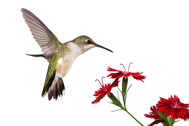 Green hummingbird hovers near bright red flowers, seeking nectar; a natural hummingbird feeder.