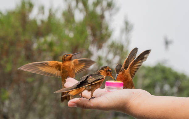 Image showing hummingbird feeder
