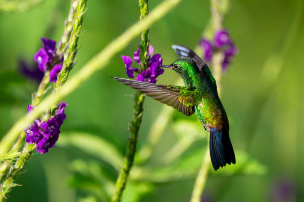 Vibrant green hummingbird sips nectar from purple flowers, nature's hummingbird feeder.