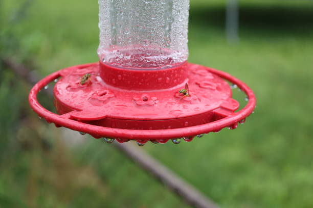 Rain-covered red hummingbird feeder with water droplets and small insects.