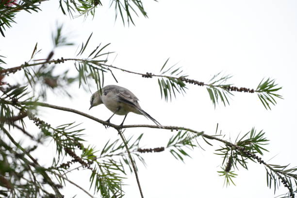 Image showing hummingbird feeder