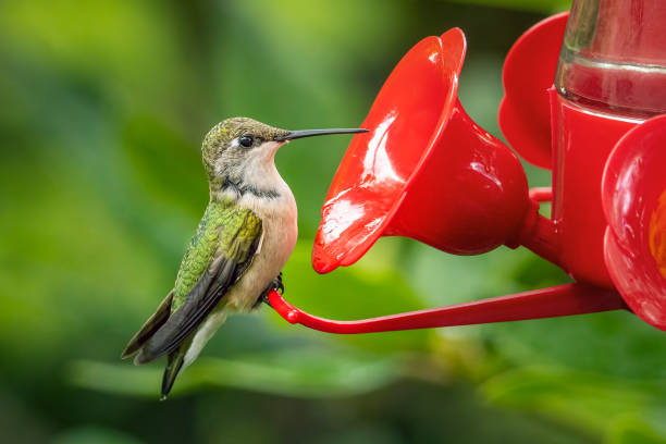 Image showing hummingbird feeder