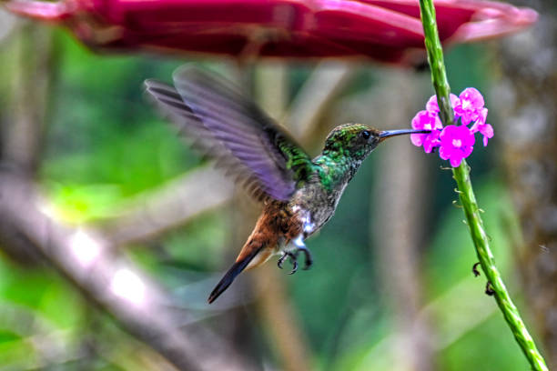 Image showing hummingbird feeder