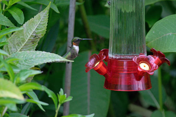 Ruby-throated hummingbird approaches a red hummingbird feeder amidst vibrant green foliage.