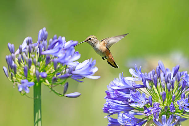 Rufous hummingbird feeding on vibrant purple flowers; a natural hummingbird feeder.
