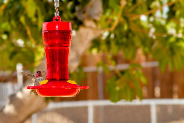 Hummingbird with red head approaching a vibrant red hummingbird feeder.