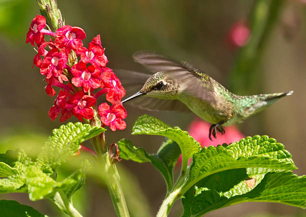 Image showing hummingbird feeder