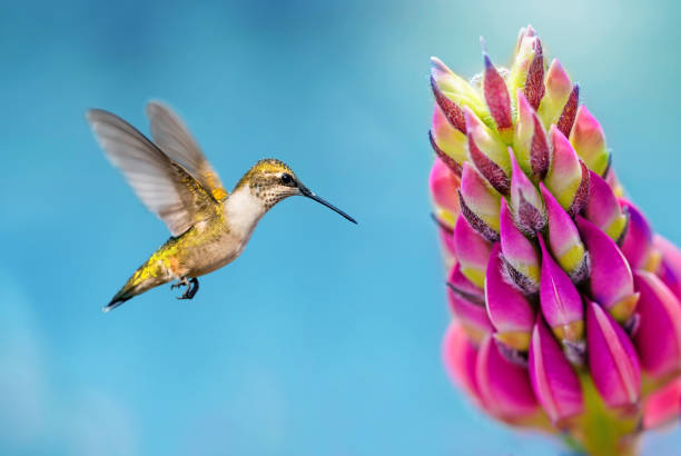 Image showing hummingbird feeder