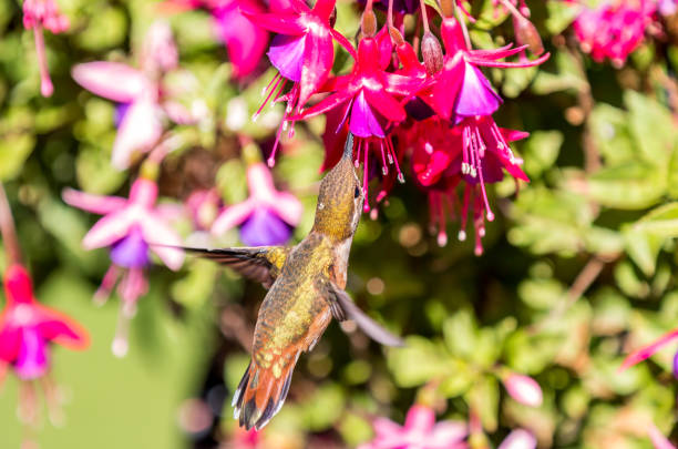 Image showing hummingbird feeder