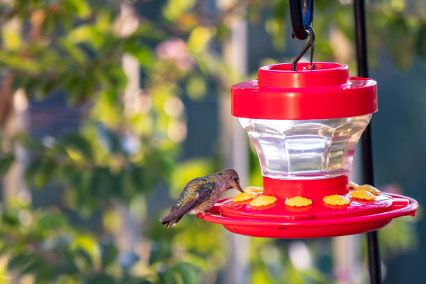 Tiny hummingbird sips nectar from a vibrant red hummingbird feeder.