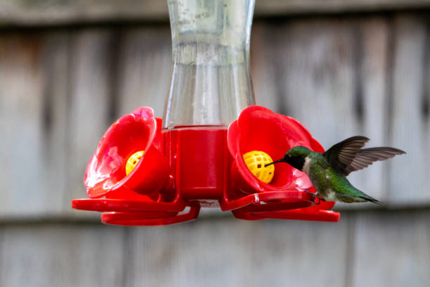 Image showing hummingbird feeder