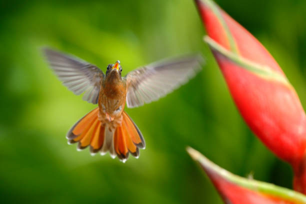 Image showing hummingbird feeder
