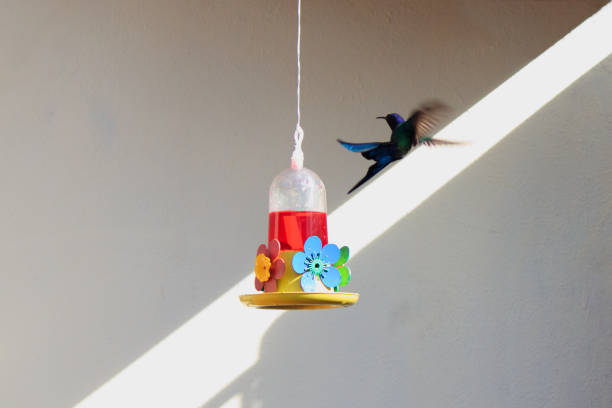 Blue-green hummingbird hovers near a vibrant flower-decorated hummingbird feeder.