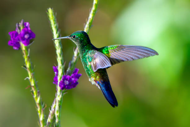 Stunning green hummingbird sips nectar from purple flowers, a natural hummingbird feeder.