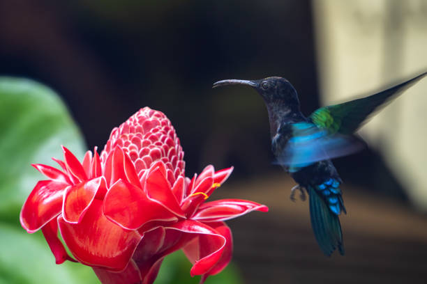 Image showing hummingbird feeder