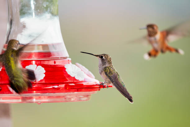Image showing hummingbird feeder