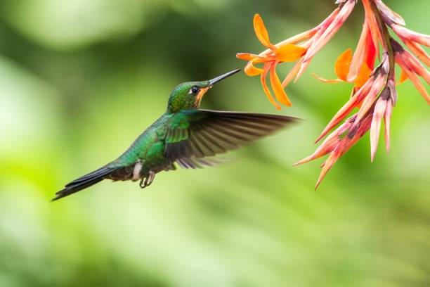 Image showing hummingbird feeder